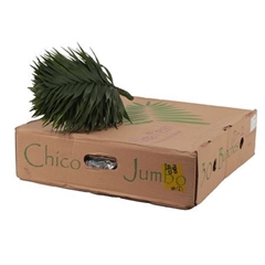 Chamaedorea Chico Leaf Per Bunch 45cm