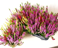 Calluna Beauty Ladies Starlight Trio Melody Mix 13Ø 30cm