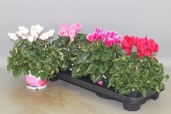Cyclamen Super Serie Xl 13Ø 30cm