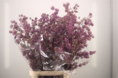 Callicarpa Bodinieri Profusion 110cm