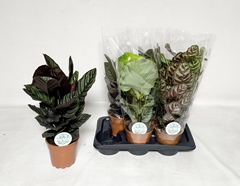 Calathea Mix 17Ø 55cm
