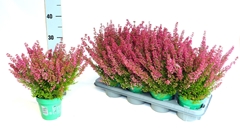 Erica Mracilis Beauty Queen Mix 12Ø 30cm