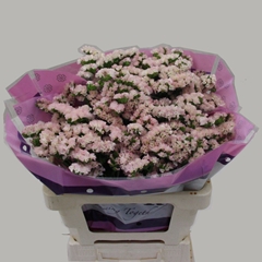 Limonium Sinuatum Apricot Sun Birds 60cm 25gr.