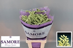 Limonium Sinuatum Yellow Sun Birds 70cm 40gr.