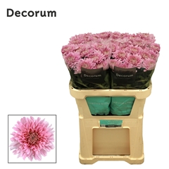 Chrysanth Single Kalimba 70cm 95gr.