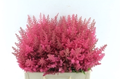 Astilbe Else Schluck 60cm