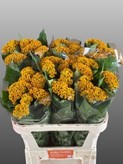 Celosia Reprise Gold 65cm