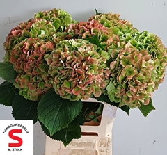 Hydrangea Verena Classic 65cm 18-20cm Hd