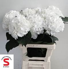 Hydrangea White Verena 65cm 18-20cm Hd