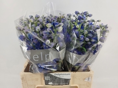 Delphinium Double Delphi's Blue Emerald 60cm