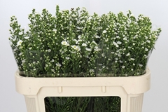 Aster Paquita 70cm 20gr.