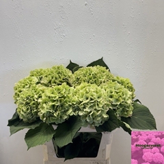 Hydrangea Verena Classic 80cm 18-20cm Hd