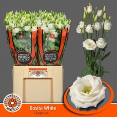 Eustoma Double Rosita White 65cm