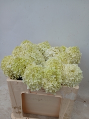 Hydrangea Limelight 50cm 10-12cm Hd