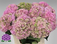 Hydrangea Royal Symphony 80cm 22-24cm Hd