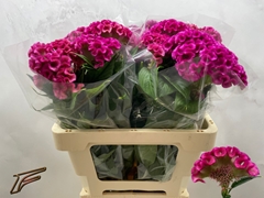 Celosia Argentea Electric Pink 56cm