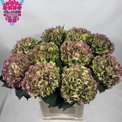 Hydrangea Royal Benefit Classic 80cm 20-22cm Hd