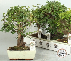 Bonsai Mix 20Ø 25cm