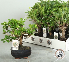 Bonsai Mix 12Ø 20cm