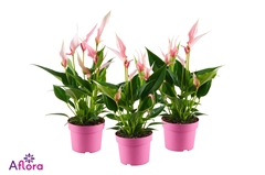 Anthurium Lilli 10Ø 28cm