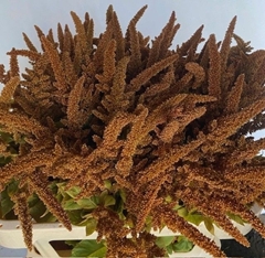 Amaranthus Cruentus Hot Biscuits 75cm