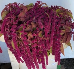 Amaranthus Caudatus Rosary 75cm