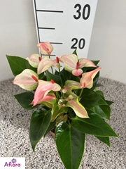 Anthurium Matata 12Ø 30cm