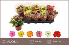 Kalanchoe Double Mix 10Ø 23cm