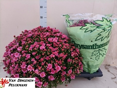 Chrysanthemum Jasoda Mauve 19Ø 55cm