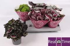 Begonia Leaf Beleaf Mix 13Ø 25cm