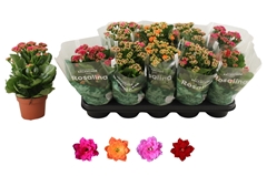 Kalanchoe Double Rosaline Mix 12Ø 27cm