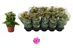 Kalanchoe Double Rosalina Nando Pink 12Ø 27cm