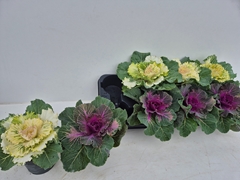 Brassica Oleracea 12Ø 15cm