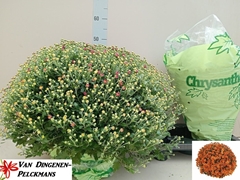 Chrysanthemum Jasoda Dark Orange 19Ø 50cm