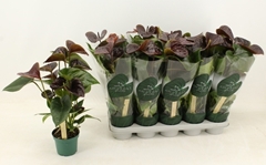 Anthurium Essencia 12Ø 40cm