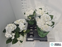 Hydrangea Schneeball 14Ø 38cm 6bl