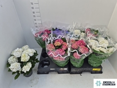Hydrangea Mix 14Ø 38cm 6bl