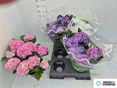 Hydrangea Mix 14Ø 38cm 9bl