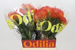Leucospermum Succession 50cm