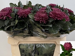 Chrysanth Single Bigoudi Purple 80cm 120gr.