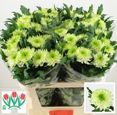 Chrysanth Single Zembla Lime 70cm 105gr.