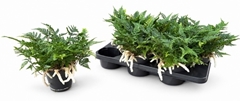 Humata Tyermannii 14Ø 25cm