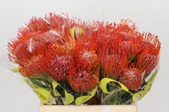 Leucospermum Tango 40cm