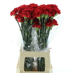 Dianthus Single Don Pedro 70cm
