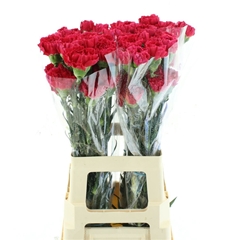 Dianthus Single Bizet 65cm
