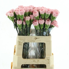 Dianthus Single Doncel 55cm
