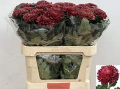 Chrysanth Single Bigoudi Red 80cm 120gr.