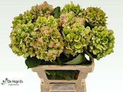 Hydrangea Verena Classic 60cm 13-15cm Hd