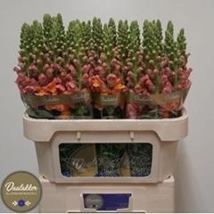 Antirrhinum Avignon Deep Orange 75cm
