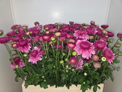 Chrysanth Spray Linda 60cm